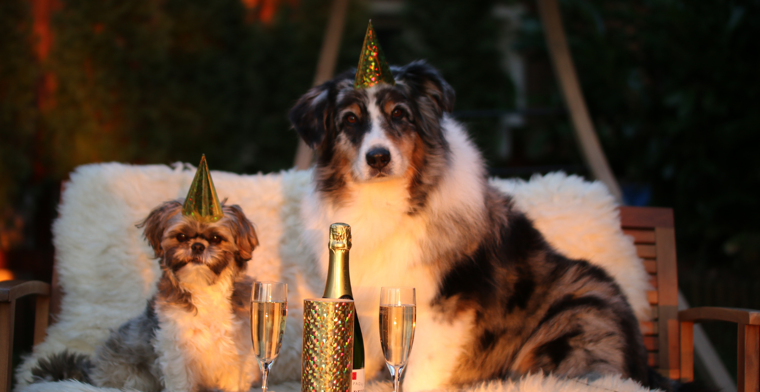 Two dogs wearing party hats sitting on a cozy chair with champagne glasses, symbolizing celebration and engagement—perfect for illustrating referral marketing strategies to captivate and convert in 2025.